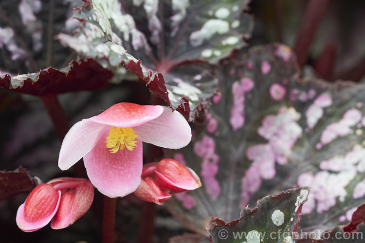 The flowers of a Painted-leaf Begonia, King Begonia (<i>Begonia rex</i>), a rhizomatous species native to Assam. Notable for its heavily veined, attractively marked leaves with red undersides. Rex begonias are cultivated for their foliage, not these flowers, which in comparison to the leaves, are small and unspectacular. Order: Cucurbitales, Family: Begoniaceae