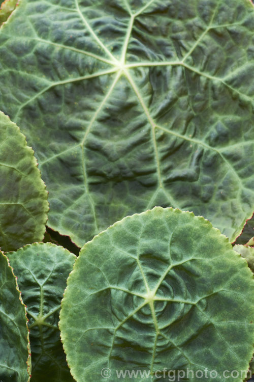 Fire King Begonia (<i>Begonia goegoensis</i>), a rhizomatous begonia native to the Island of Goego in Sumatra. It has distinctive, large, heavily veined leaves with red undersides. In summer and autumn, it produces long-stemmed heads of small pale pink flowers. Order: Cucurbitales, Family: Begoniaceae