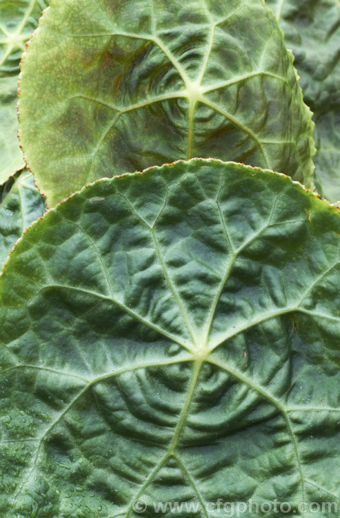 Fire King Begonia (<i>Begonia goegoensis</i>), a rhizomatous begonia native to the Island of Goego in Sumatra. It has distinctive, large, heavily veined leaves with red undersides. In summer and autumn, it produces long-stemmed heads of small pale pink flowers. Order: Cucurbitales, Family: Begoniaceae