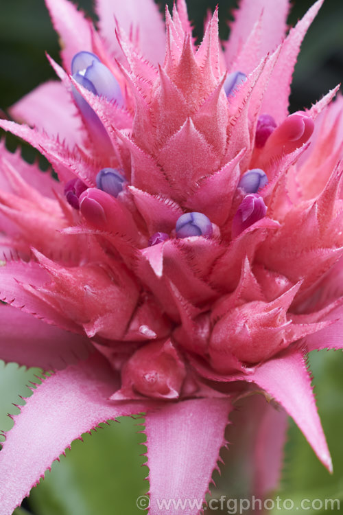 <i>Aechmea fasciata</i>, a common, though nevertheless spectacularly flowered bromeliad native to Brazil. The flower stem can reach 1m high. Order: Poales, Family: Bromeliaceae