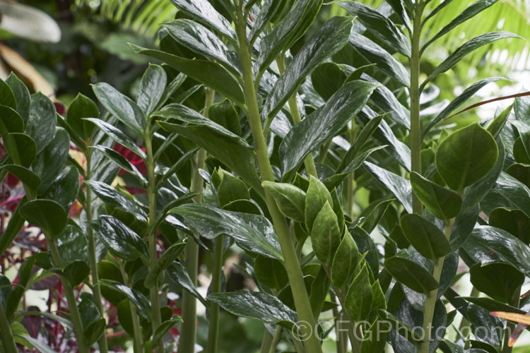 Zamioculcas zamiifolia, an evergreen perennial that occurs in East Africa from Kenya to northern South Africa. While grown primarily for its lush and glossy, cycad-like foliage, it will produce typical aroid flowerheads on stems that form at the base of the plant.