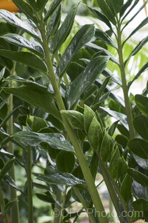 Zamioculcas zamiifolia, an evergreen perennial that occurs in East Africa from Kenya to northern South Africa. While grown primarily for its lush and glossy, cycad-like foliage, it will produce typical aroid flowerheads on stems that form at the base of the plant.