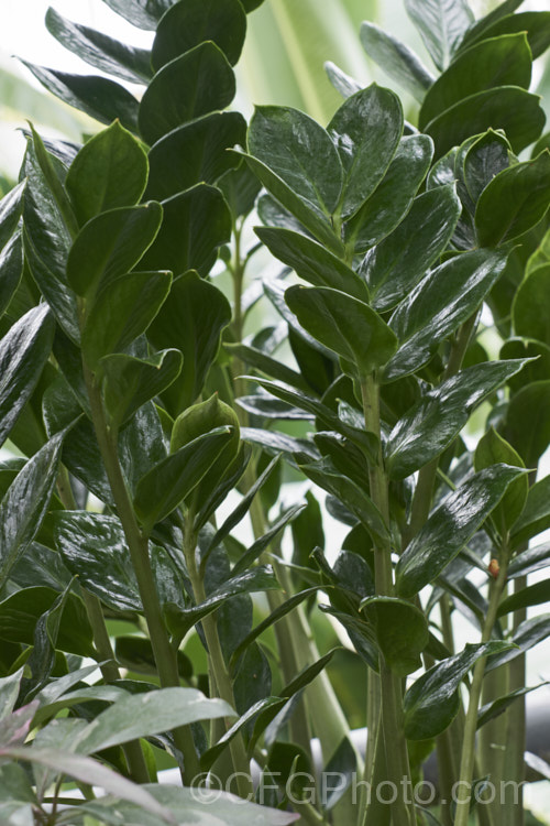 Zamioculcas zamiifolia, an evergreen perennial that occurs in East Africa from Kenya to northern South Africa. While grown primarily for its lush and glossy, cycad-like foliage, it will produce typical aroid flowerheads on stems that form at the base of the plant.