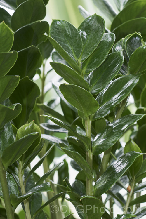 Zamioculcas zamiifolia, an evergreen perennial that occurs in East Africa from Kenya to northern South Africa. While grown primarily for its lush and glossy, cycad-like foliage, it will produce typical aroid flowerheads on stems that form at the base of the plant.