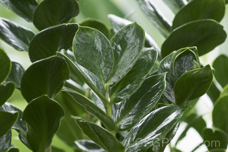 Zamioculcas zamiifolia, an evergreen perennial that occurs in East Africa from Kenya to northern South Africa. While grown primarily for its lush and glossy, cycad-like foliage, it will produce typical aroid flowerheads on stems that form at the base of the plant.