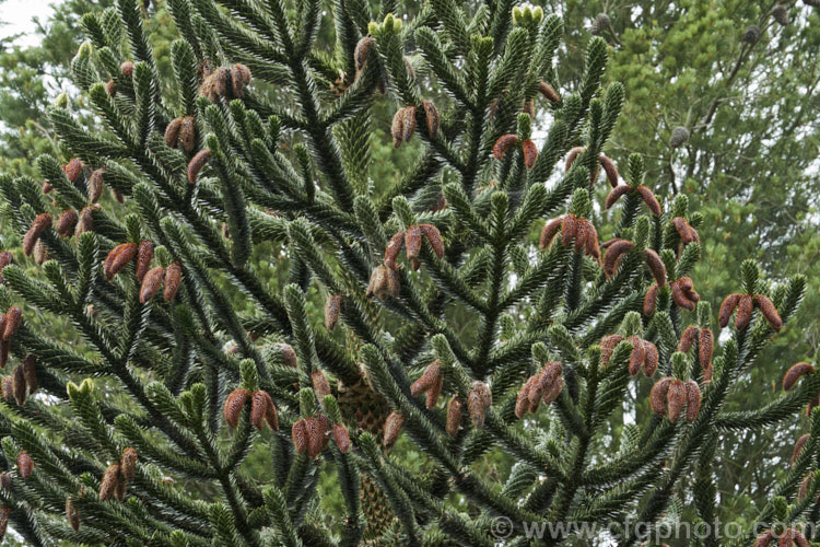 Monkey Puzzle (<i>Araucaria araucana</i>) with pollen cones. This coniferous tree, native to central Chile and northern Patagonia, is up to 40m tall It has stiff, sharply pointed triangular leaves and huge cones. Order: Pinales, Family: Araucariaceae