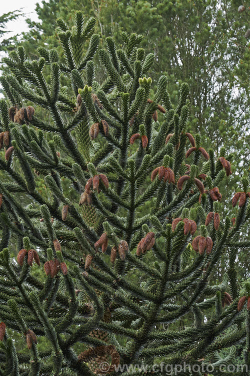 Monkey Puzzle (<i>Araucaria araucana</i>) with pollen cones. This coniferous tree, native to central Chile and northern Patagonia, is up to 40m tall It has stiff, sharply pointed triangular leaves and huge cones. Order: Pinales, Family: Araucariaceae