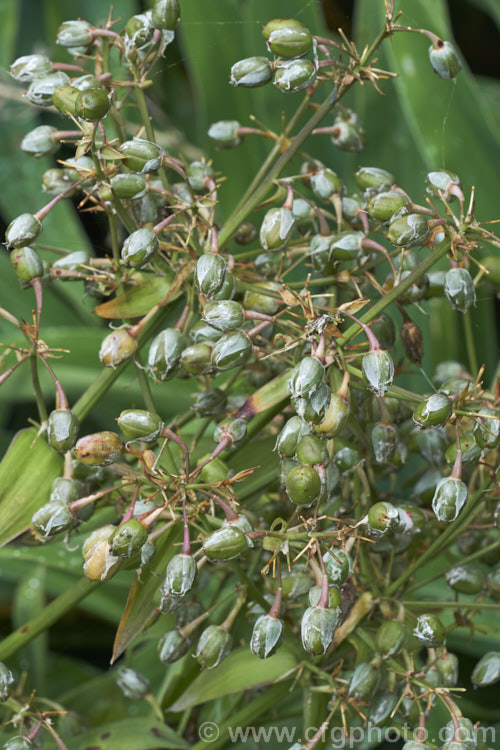 Seedpods of the Renga. Renga. Lily or Rock Lily (<i>Arthropodium cirratum [syn. Arthropodium cirrhatum]), a strappy-leafed evergreen perennial native to New Zealand It develops into a 40-60cm high foliage clump with sprays of small white flowers in spring to early summer. arthropodium-2365htm'>Arthropodium.