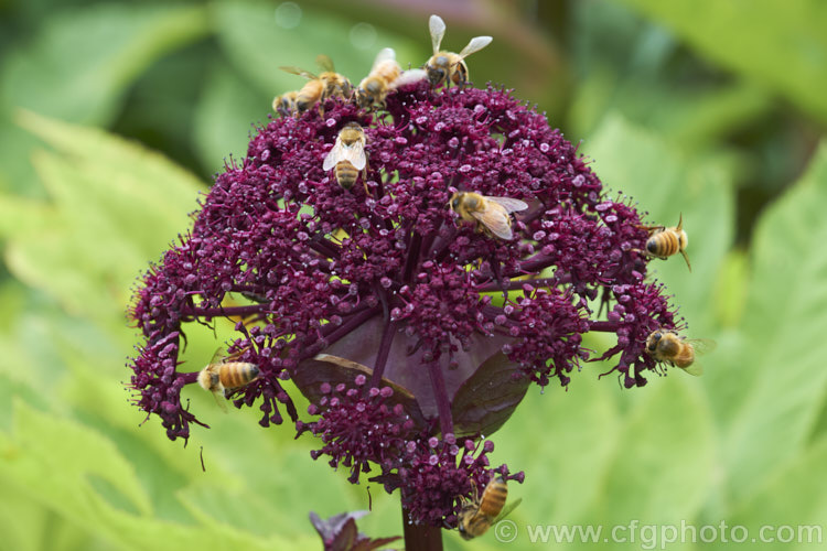 Angelica gigas, a strong-stemmed 1-3m tall perennial native to Korea, Japan and northern China. The plant develops from a heavy rootstock and its flowerheads, which open from late summer, are extremely nectar-rich and often covered with bees