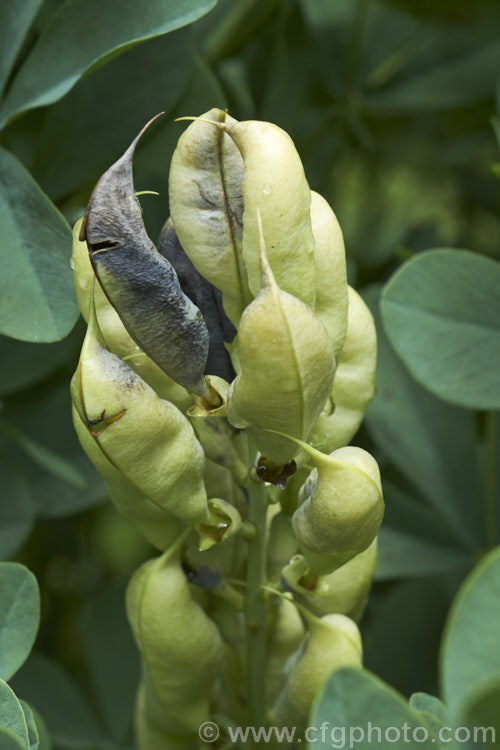 The mature seedpods of Blue False Indigo (<i>Baptisia australis [syn . Baptisia minor]), a 15m tall, late spring- to summer-flowering perennial from the eastern United States. baptisia-2594htm'>Baptisia.