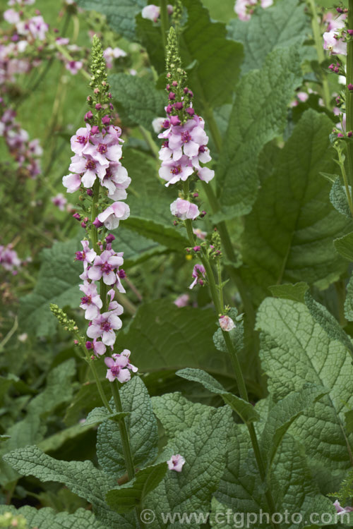 Verbascum phoeniceum, a biennial or short-lived perennial native to Central. Europe. The flower stems are up to 80cm tall and the flower colour ranges from pale pink to purple or white. verbascum-3385htm'>Verbascum. <a href='scrophulariaceae-plant-family-photoshtml'>Scrophulariaceae</a>.