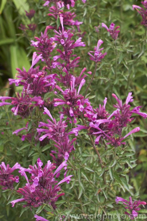 <i>Agastache mexicana</i> 'Sangria', a deep pink-flowered cultivar of the Mexican Giant Hyssop or Hummingbird Mint, a 1m tall, summer-flowering perennial native to southern North America. The species has smaller, light pink flowers and is cultivated for its lemon-scented foliage, which is used as a culinary herb. Order: Lamiales, Family: Lamiaceae