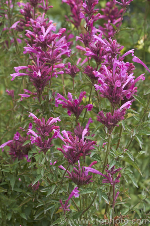 <i>Agastache mexicana</i> 'Sangria', a deep pink-flowered cultivar of the Mexican Giant Hyssop or Hummingbird Mint, a 1m tall, summer-flowering perennial native to southern North America. The species has smaller, light pink flowers and is cultivated for its lemon-scented foliage, which is used as a culinary herb. Order: Lamiales, Family: Lamiaceae