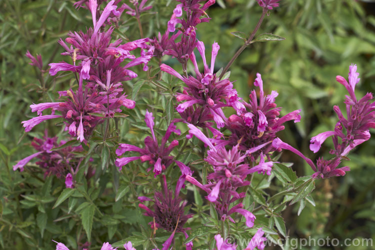 <i>Agastache mexicana</i> 'Sangria', a deep pink-flowered cultivar of the Mexican Giant Hyssop or Hummingbird Mint, a 1m tall, summer-flowering perennial native to southern North America. The species has smaller, light pink flowers and is cultivated for its lemon-scented foliage, which is used as a culinary herb. Order: Lamiales, Family: Lamiaceae