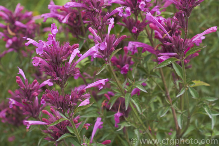 <i>Agastache mexicana</i> 'Sangria', a deep pink-flowered cultivar of the Mexican Giant Hyssop or Hummingbird Mint, a 1m tall, summer-flowering perennial native to southern North America. The species has smaller, light pink flowers and is cultivated for its lemon-scented foliage, which is used as a culinary herb. Order: Lamiales, Family: Lamiaceae