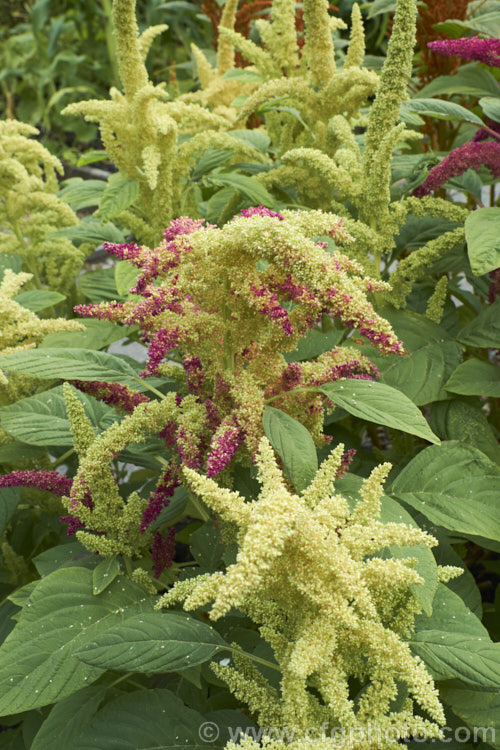 One of the colours of the Amaranthus 'Sunset Dwarf' hybrids. This strain of small grain amaranths is derived mainly from Amaranthus cruentus, a pseudocereal native to Central America. Its flower- and seedheads show a range of colours from very pale, through gold to red and the plants are less than 1m tall Order: Caryophyllales, Family: Amaranthaceae