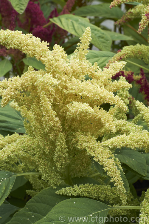 One of the colours of the Amaranthus 'Sunset Dwarf' hybrids. This strain of small grain amaranths is derived mainly from Amaranthus cruentus, a pseudocereal native to Central America. Its flower- and seedheads show a range of colours from very pale, through gold to red and the plants are less than 1m tall Order: Caryophyllales, Family: Amaranthaceae