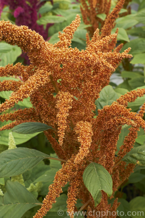 One of the colours of the Amaranthus 'Sunset Dwarf' hybrids. This strain of small grain amaranths is derived mainly from Amaranthus cruentus, a pseudocereal native to Central America. Its flower- and seedheads show a range of colours from very pale, through gold to red and the plants are less than 1m tall Order: Caryophyllales, Family: Amaranthaceae