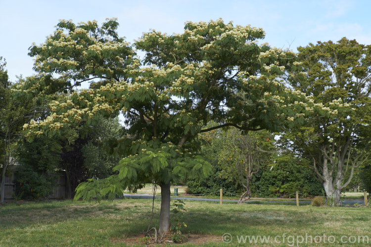 White Silk Tree (<i>Albizia julibrissin 'Alba'), a very pale-flowered cultivar of a deciduous, summer-flowering tree found naturally from Iran to Japan. The species has pink flowers and tends to be a larger tree. albizia-2159htm'>Albizia.