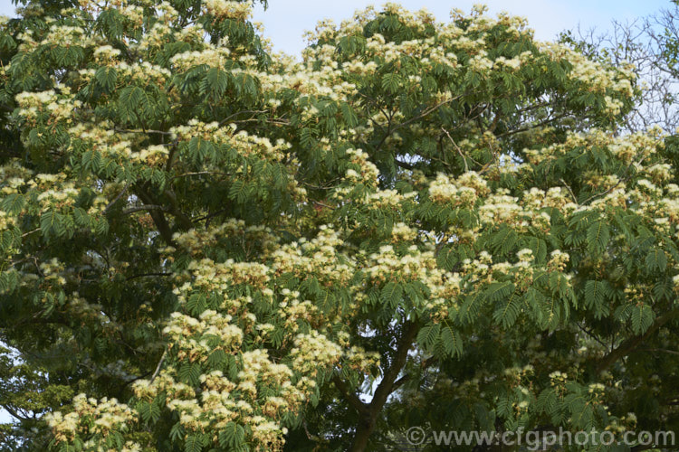 White Silk Tree (<i>Albizia julibrissin 'Alba'), a very pale-flowered cultivar of a deciduous, summer-flowering tree found naturally from Iran to Japan. The species has pink flowers and tends to be a larger tree. albizia-2159htm'>Albizia.