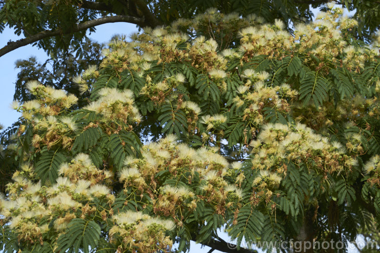 White Silk Tree (<i>Albizia julibrissin 'Alba'), a very pale-flowered cultivar of a deciduous, summer-flowering tree found naturally from Iran to Japan. The species has pink flowers and tends to be a larger tree. albizia-2159htm'>Albizia.