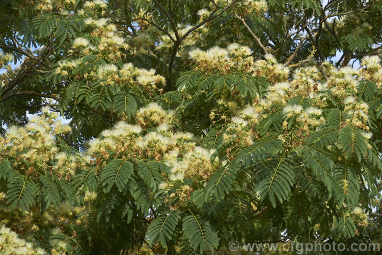 White Silk Tree (<i>Albizia julibrissin 'Alba'), a very pale-flowered cultivar of a deciduous, summer-flowering tree found naturally from Iran to Japan. The species has pink flowers and tends to be a larger tree. albizia-2159htm'>Albizia.