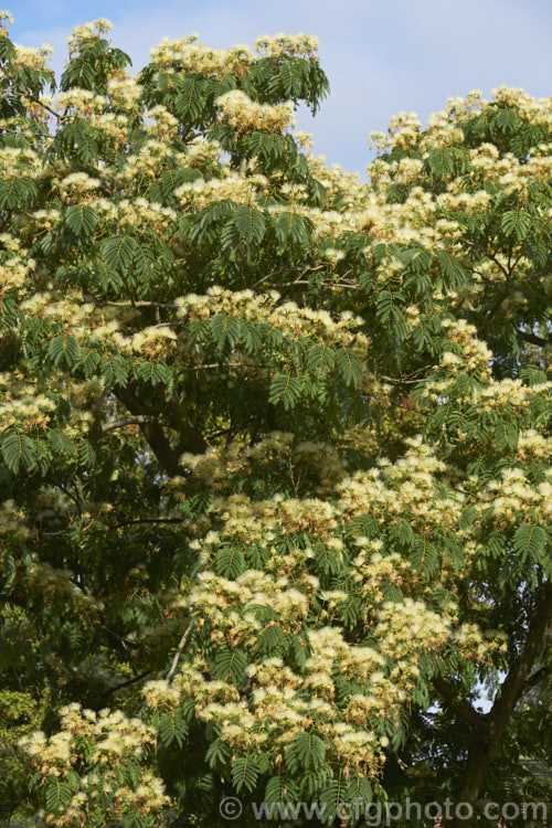 White Silk Tree (<i>Albizia julibrissin 'Alba'), a very pale-flowered cultivar of a deciduous, summer-flowering tree found naturally from Iran to Japan. The species has pink flowers and tends to be a larger tree. albizia-2159htm'>Albizia.