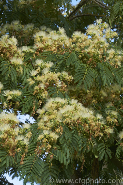 White Silk Tree (<i>Albizia julibrissin 'Alba'), a very pale-flowered cultivar of a deciduous, summer-flowering tree found naturally from Iran to Japan. The species has pink flowers and tends to be a larger tree. albizia-2159htm'>Albizia.