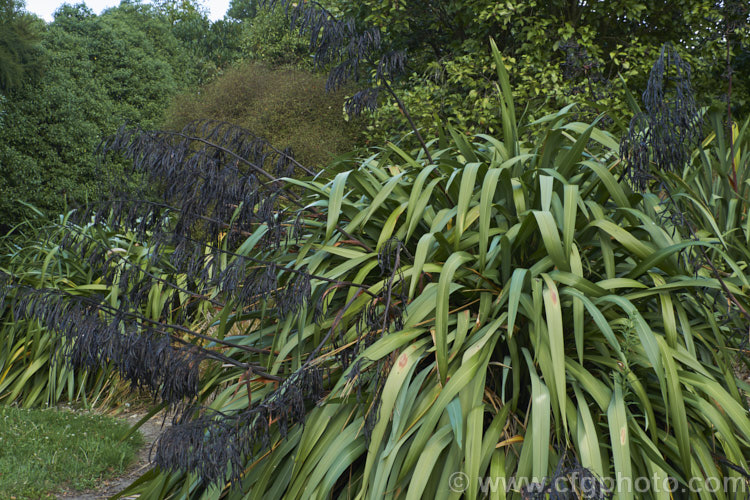 Mountain Flax (<i>Phormium colensoi [syn. Phormium cookianum]), an evergreen perennial with long sword-shaped leaves. A native of New Zealand, it is easily confused with the very similar but generally considerably larger. Phormium tenax. Also, Phormium colensoi has greenish yellow flowers and twisted seed pods, as opposed to the reddish flower and smooth seed pods of Phormium tenax. Order: Asparagales, Family: Asphodelaceae