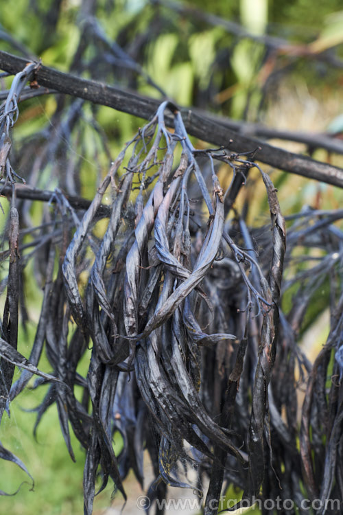 The ripe seedpods of Mountain Flax (<i>Phormium colensoi [syn. Phormium cookianum]), an evergreen perennial with long sword-shaped leaves. A native of New Zealand, it is easily confused with the very similar but generally considerably larger. Phormium tenax. Also, Phormium colensoi has greenish yellow flowers and twisted seed pods, as opposed to the reddish flower and smooth seed pods of Phormium tenax. Order: Asparagales, Family: Asphodelaceae