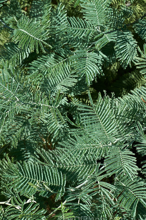 The fine, ferny, silver-grey foliage of the Silver Wattle or Mimosa (<i>Acacia dealbata</i>), a 30m tall, late winter- to early spring-flowering, evergreen tree native to southeastern Australia including Tasmania. It is sometimes used as a cut flower. Order: Fabales, Family: Fabaceae