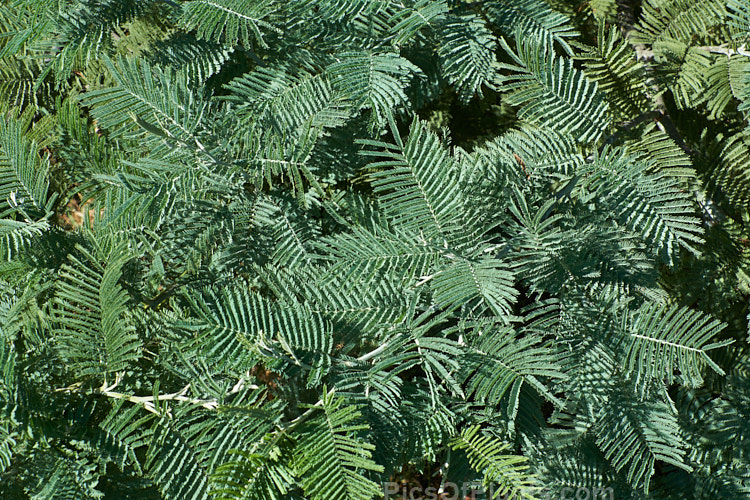 The fine, ferny, silver-grey foliage of the Silver Wattle or Mimosa (<i>Acacia dealbata</i>), a 30m tall, late winter- to early spring-flowering, evergreen tree native to southeastern Australia including Tasmania. It is sometimes used as a cut flower. Order: Fabales, Family: Fabaceae