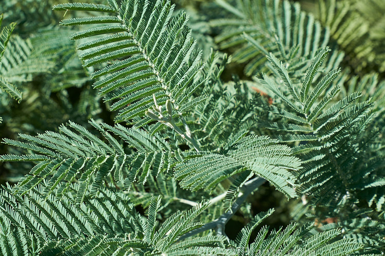 The fine, ferny, silver-grey foliage of the Silver Wattle or Mimosa (<i>Acacia dealbata</i>), a 30m tall, late winter- to early spring-flowering, evergreen tree native to southeastern Australia including Tasmania. It is sometimes used as a cut flower. Order: Fabales, Family: Fabaceae