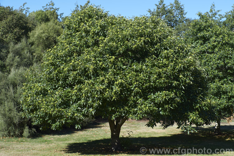 Edible Chestnut or Sweet Chestnut (<i>Castanea sativa</i>) with developing fruit burrs, each of which contains 1-5 nuts. This 40m tall deciduous tree is native to southern Europe, North Africa and western Asia. castanea-2419htm'>Castanea. Order: Fagales, Family: Fagaceae