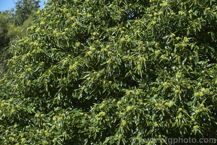 Edible Chestnut or Sweet Chestnut (<i>Castanea sativa</i>) with developing fruit burrs, each of which contains 1-5 nuts. This 40m tall deciduous tree is native to southern Europe, North Africa and western Asia. castanea-2419htm'>Castanea. Order: Fagales, Family: Fagaceae