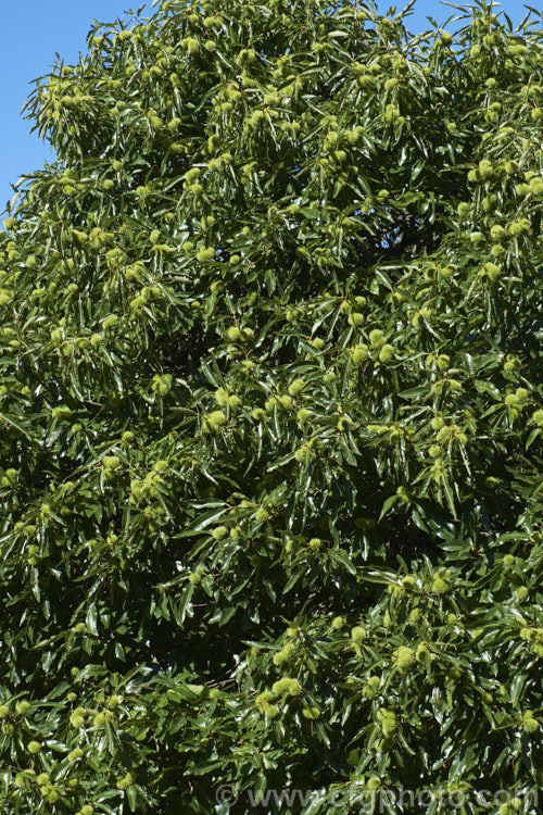 Edible Chestnut or Sweet Chestnut (<i>Castanea sativa</i>) with developing fruit burrs, each of which contains 1-5 nuts. This 40m tall deciduous tree is native to southern Europe, North Africa and western Asia. castanea-2419htm'>Castanea. Order: Fagales, Family: Fagaceae