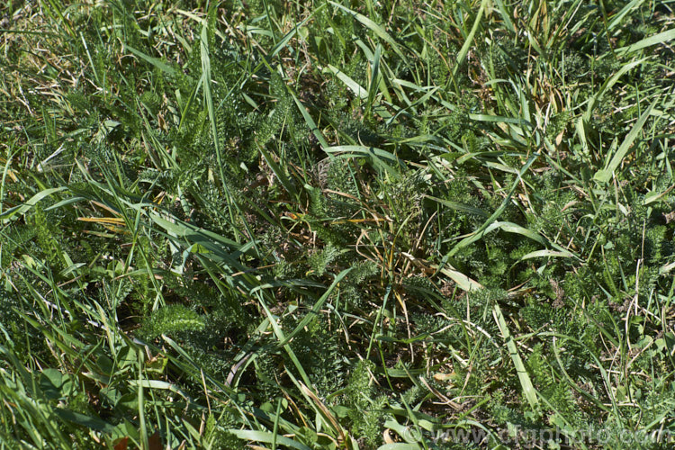 Common Yarrow (<i>Achillea millefolium</i>) growing as a weed in a rough lawn. Yarrow is a vigorous, summer-flowering, Eurasian perennial that has naturalised in many parts of the world. Although often considered a weed in its wild form, it has given rise to many garden cultivars and hybrids. Yarrow also has many traditional herbal uses. When mown like this, it tends to spread across the ground. Order: Asterales, Family: Asteraceae