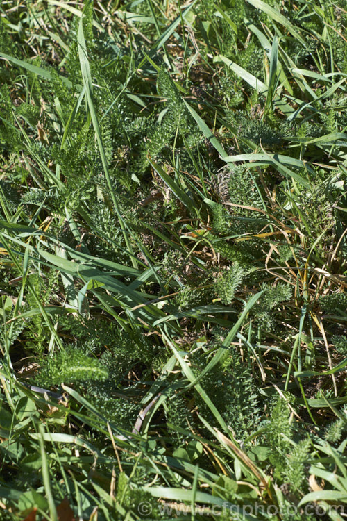 Common Yarrow (<i>Achillea millefolium</i>) growing as a weed in a rough lawn. Yarrow is a vigorous, summer-flowering, Eurasian perennial that has naturalised in many parts of the world. Although often considered a weed in its wild form, it has given rise to many garden cultivars and hybrids. Yarrow also has many traditional herbal uses. When mown like this, it tends to spread across the ground. Order: Asterales, Family: Asteraceae