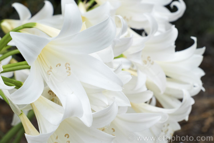 Amaryllis belladonna 'Alba', a creamy white-flowered cultivar of the Belladonna Lily or Naked Ladies, an autumn-flowering bulb native to South Africa. The flowers appear before the foliage develops. Order: Asparagales, Family: Amaryllidaceae