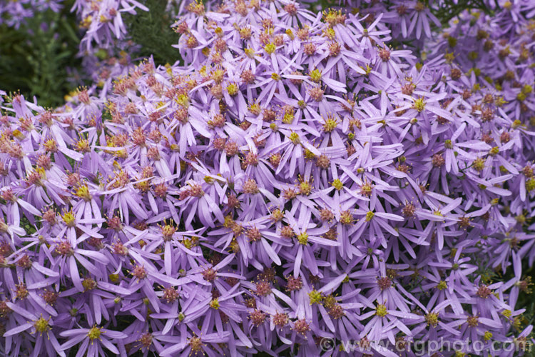 Aster sedifolius (syn. Aster acris</i>), a 12m high autumn-flowering annual or short-lived perennial native to southern, eastern and central Europe. aster-2378htm'>Aster.