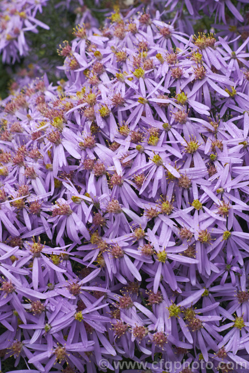 Aster sedifolius (syn. Aster acris</i>), a 12m high autumn-flowering annual or short-lived perennial native to southern, eastern and central Europe. aster-2378htm'>Aster.