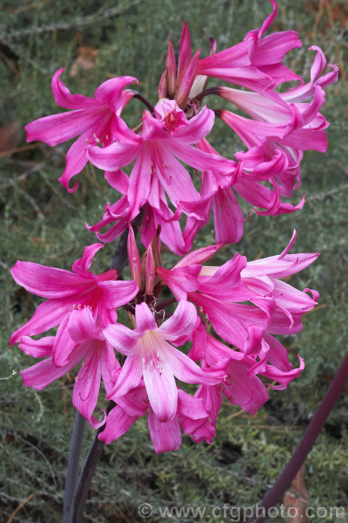 A dark-flowered Amaryllis hybrid These plants, usually the result of crossing between Amaryllis and Crinum, are typically larger than true Amaryllis, often have dark flower stems, and occur in a wider range of flower colours. Order: Asparagales, Family: Amaryllidaceae