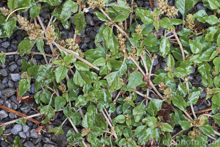 Argentina. Amaranth, Prostrate Amaranth or Perennial. Pigweed (<i>Amaranthus deflexus</i>), a low, spreading perennial that has become a weed in many areas. Originally native to warm temperate and subtropical South America, it has become widely established and has a high natural resistance to herbicides. Order: Caryophyllales, Family: Amaranthaceae