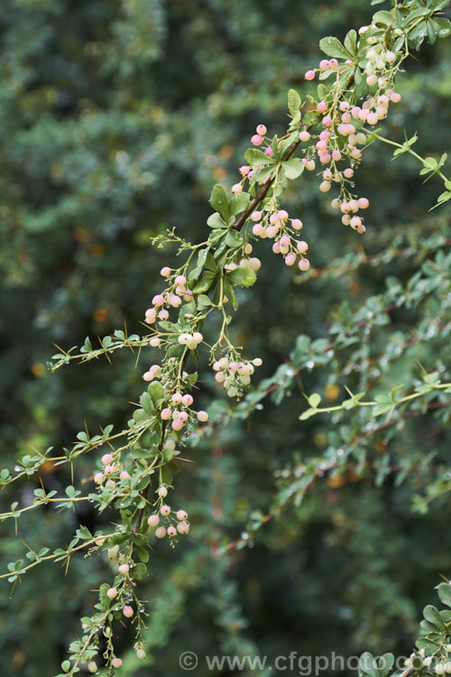 Wilson's Barberry (<i>Berberis wilsoniae</i>), a 1-2m tall, spreading, fiercely thorny, deciduous shrub native to western China. The small creamy pink berries shown here develop from pale yellow flowers and will eventually become an orange-red colour when ripe. berberis-2186htm'>Berberis. Order: Ranunculales, Family: Berberidaceae