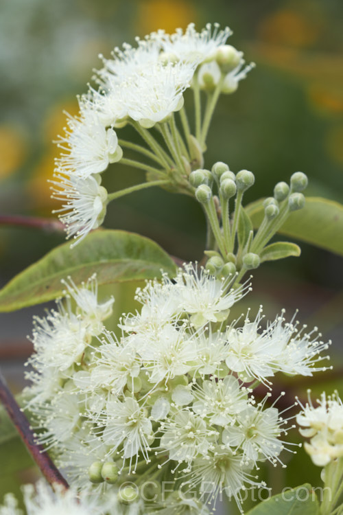 Lemon Myrtle (<i>Backhousia citriodora</i>), an aromatic evergreen tree native to Queensland, Australia. The foliage has a strong lemon scent. It is dried and used as culinary herb. The oil extracted from the leaves is used to produce citral and citronella. Sprays of filamentous cream flowers appear in summer. backhousia-3514htm'>Backhousia. .