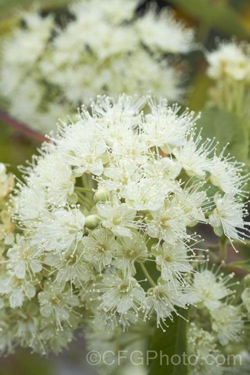 Lemon Myrtle (<i>Backhousia citriodora</i>), an aromatic evergreen tree native to Queensland, Australia. The foliage has a strong lemon scent. It is dried and used as culinary herb. The oil extracted from the leaves is used to produce citral and citronella. Sprays of filamentous cream flowers appear in summer. backhousia-3514htm'>Backhousia. .