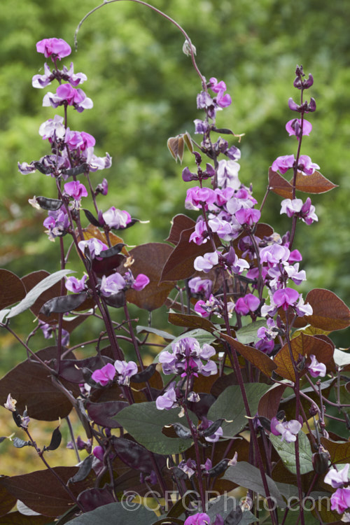 Purple Hyacinth. Bean (<i>Lablab purpureus [syn. Dolichos lablab]), a twining climber native to Africa and widely cultivated in the tropics for its edible pods and beans. The plant is quite variable, some forms not showing minimal purple colouration. The flowers may be any shade from white through pink to nearly purple