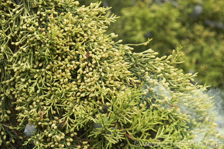 Wind-borne pollen being released from the male cones of Golden Monterey. Cypress (<i>Hesperocyparis macrocarpa 'Lutea' [syn 'Aurea'), a yellow-foliaged form of a 20-45m tall Californian coniferous tree. As with the plain green-foliaged species, it is often used for hedging. Order: Pinales, Family: Cupressaceae