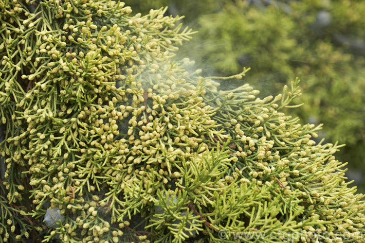 Wind-borne pollen being released from the male cones of Golden Monterey. Cypress (<i>Hesperocyparis macrocarpa 'Lutea' [syn 'Aurea'), a yellow-foliaged form of a 20-45m tall Californian coniferous tree. As with the plain green-foliaged species, it is often used for hedging. Order: Pinales, Family: Cupressaceae
