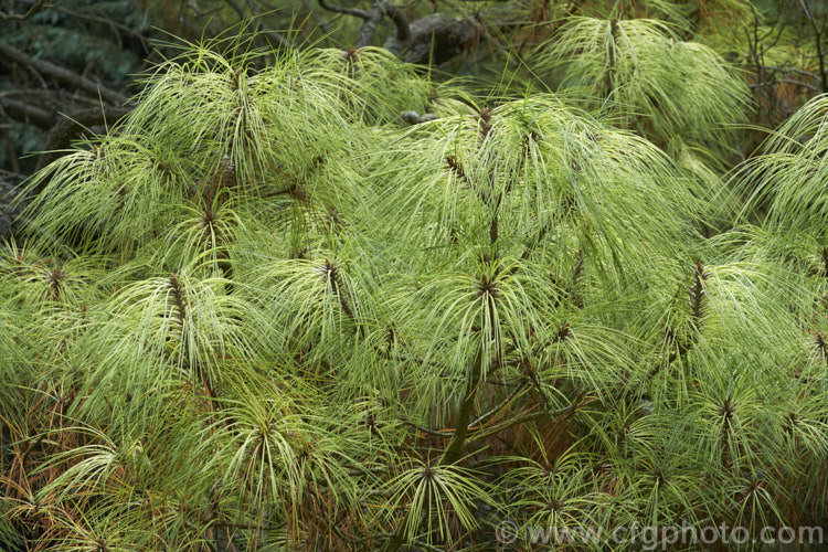 Variegated Himalayan White Pine (<i>Pinus wallichiana 'Frosty'), a cream and green-variegated foliage cultivar of a30-50m tall tree with long blue-green needles, a rather weeping habit and long narrow cones. Order: Pinales, Family: Pinaceae